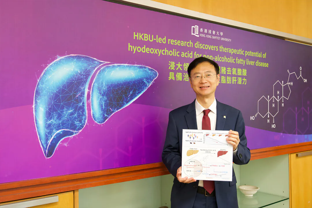 Prof. Jia Wei said that the "Compendium of Materia Medica" mentions that pig gallbladder can "quench thirst" (that is, it can treat type 2 diabetes). Studies have shown that the more hyodeoxycholic acid, the lower the blood sugar and insulin levels, which can help treat diabetes. (Ji Ru/The Epoch Times)