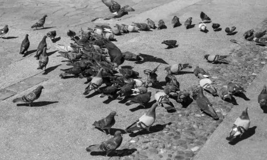 Explaining the Nocebo Effect, Emotional Contagion, and Mass Hysteria