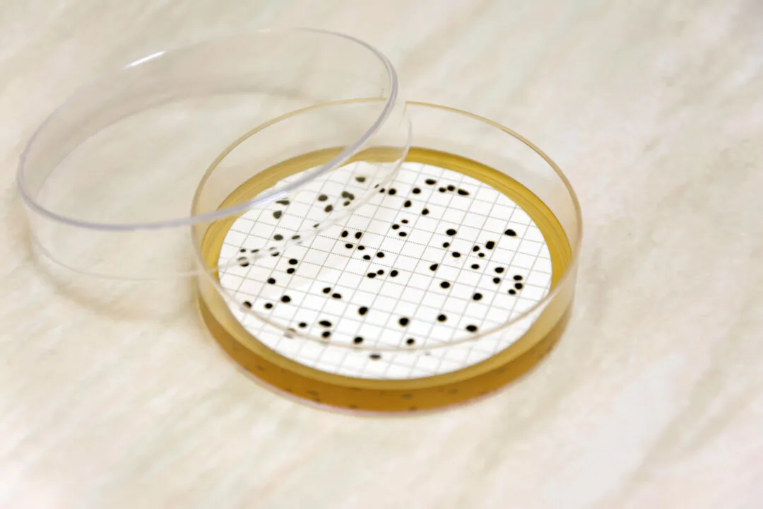 Clostridium perfringens—found on animals and in the soil—has a strong connection to Multiple Sclerosis. (Shutterstock) 