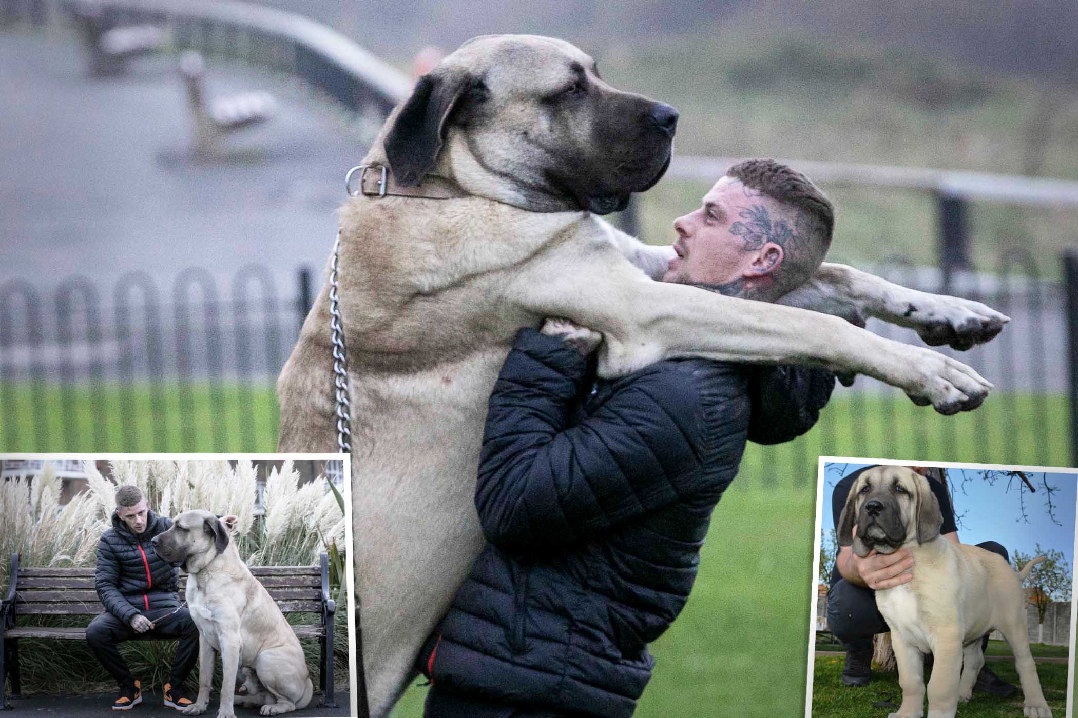 Albino english mastiff online