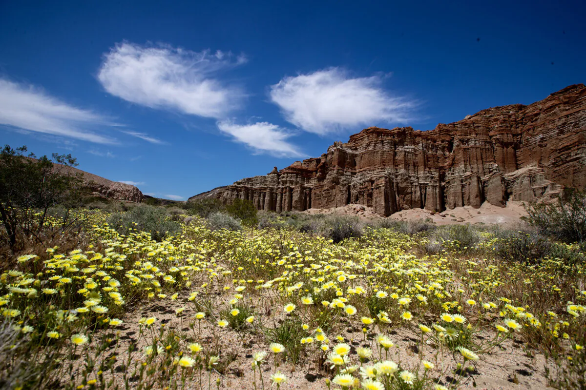 Wildflowers bloom at Red Rock Canyon State Park on April 30, 2023, in Red Rock Canyon State Park, California. (Brian van der Brug/Los Angeles Times/TNS)
