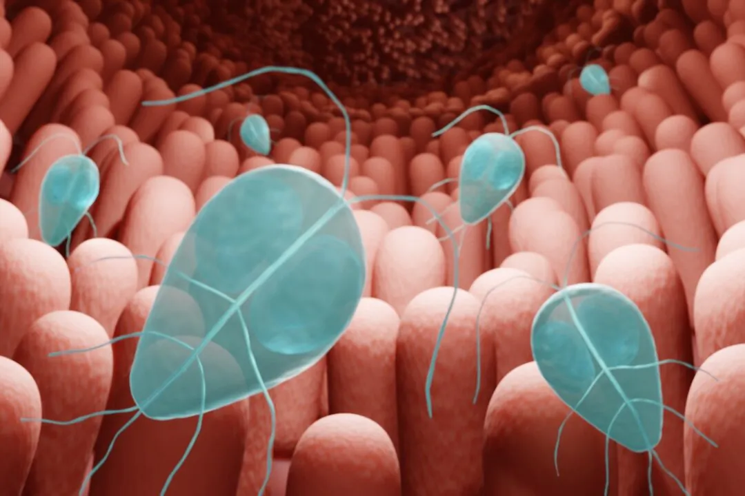 Giardia intestinalis, 3d illustration. (ART-ur/Shutterstock)