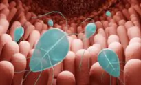 Preventing Parasite Overgrowth Through Effective Detox and Immune Health