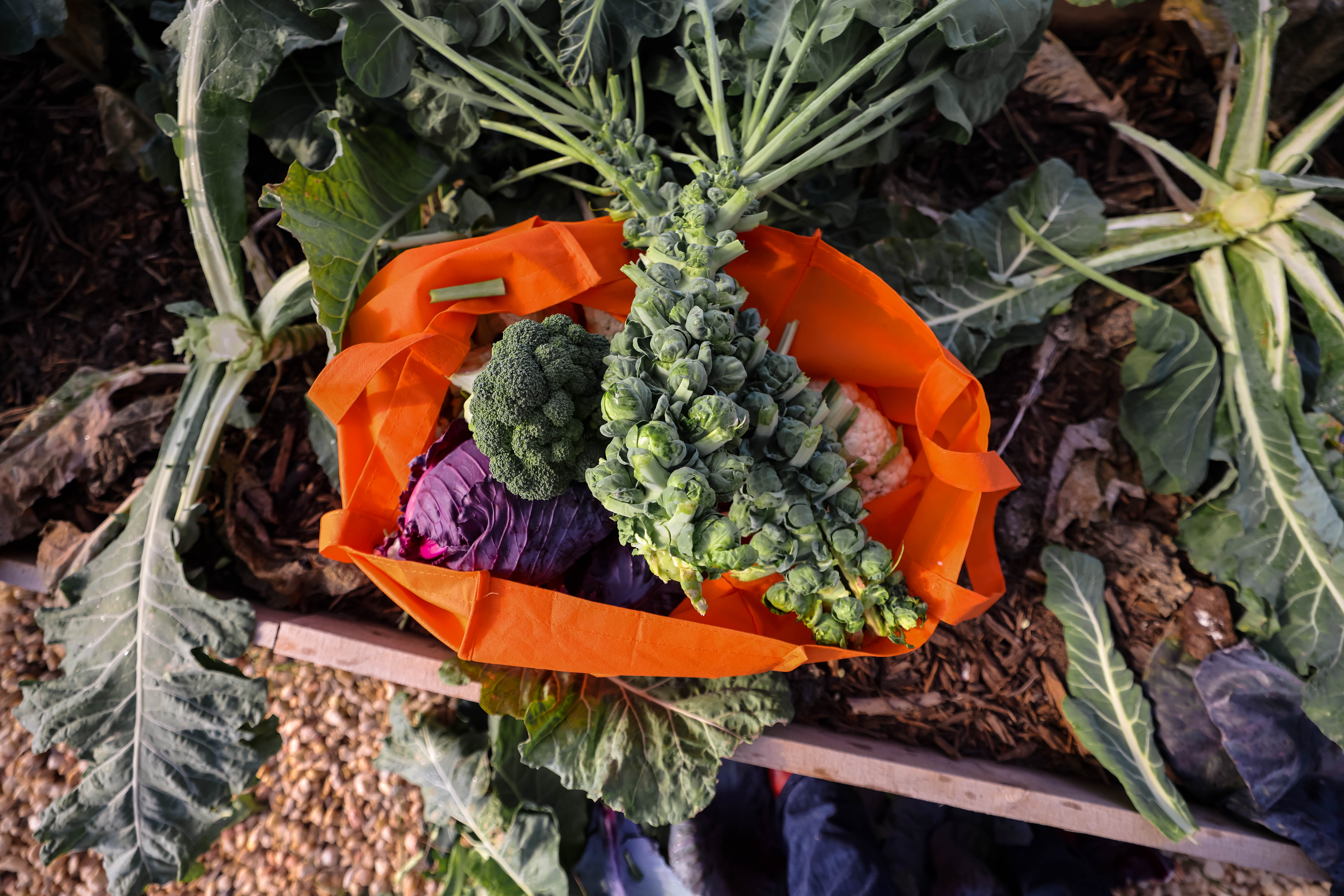 A fall harvest from the garden. (Courtesy of Roots and Refuge Farm)