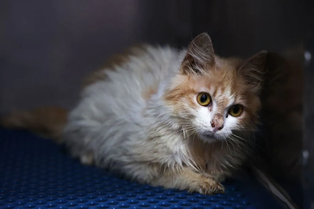 ‘Potentially Catastrophic’: Critical Shortage of Cat Vaccine Sparks Fears of Pandemic