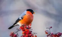 Birding Basics: Get Ready for a New Winter Hobby