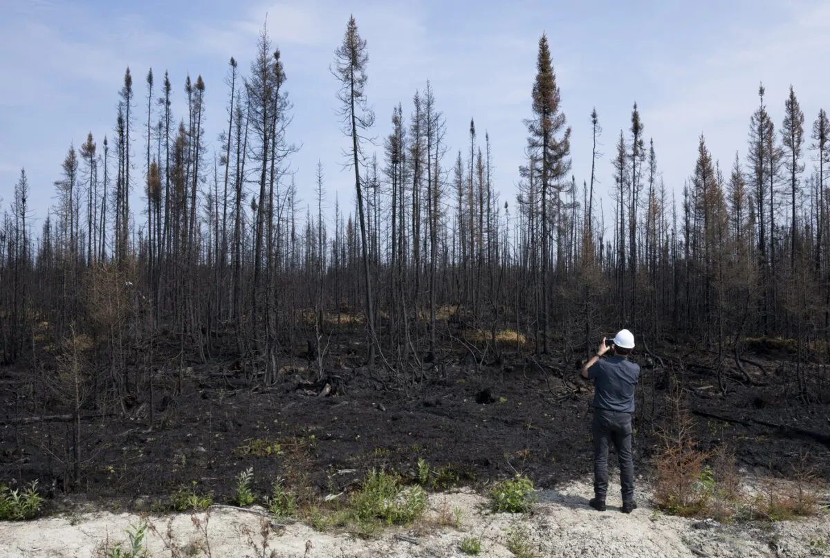 A reporter takes a photo of trees damaged by fire during a tour near Lebel-sur-Quevillon, Que., on July 5, 2023. (The Canadian Press/Adrian Wyld)