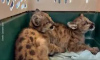 Orphaned Mountain Lion Cubs Rescued by Oakland Zoo