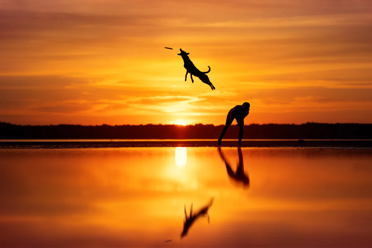 (Courtesy of Anne-Laurie Léger, Dog Photography Awards)