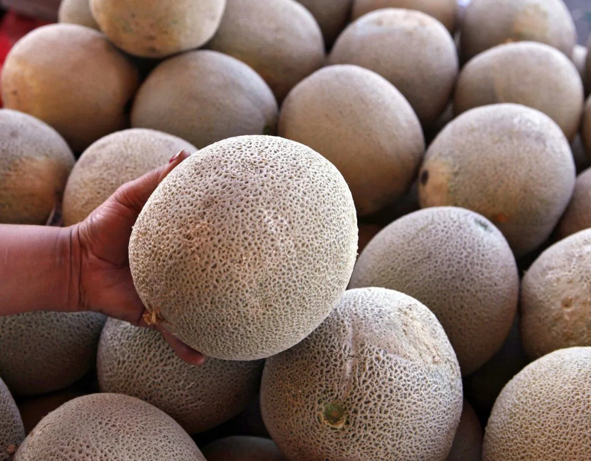 An operator of a fruit and vegetable stand near Denver holds a cantaloupe for sale on Sept. 16, 2011. (The Canadian Press/AP, Ed Andrieski)
