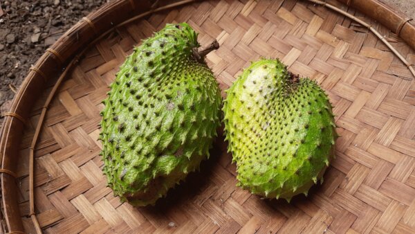 Soursop: Weighing the Potential for Cancer Treatment