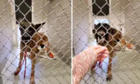 No One Could Touch This Aggressive, Growling Dog for Days, Then a Kind Woman Brings Her a Special Treat: VIDEO