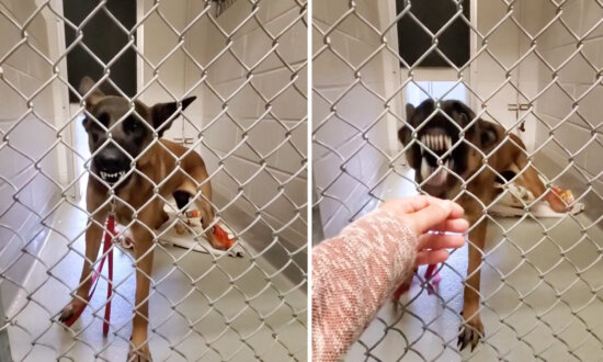 No One Could Touch This Aggressive, Growling Dog for Days, Then a Kind Woman Brings Her a Special Treat: VIDEO