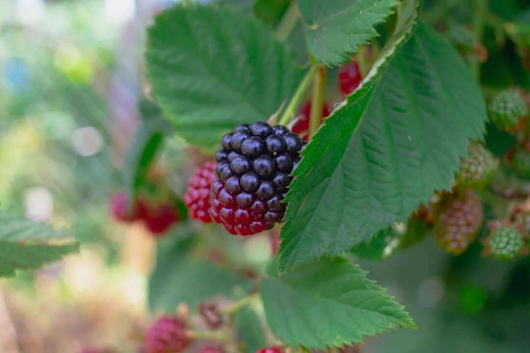 Thornless Blackberries and Dying Leaves The Epoch Times