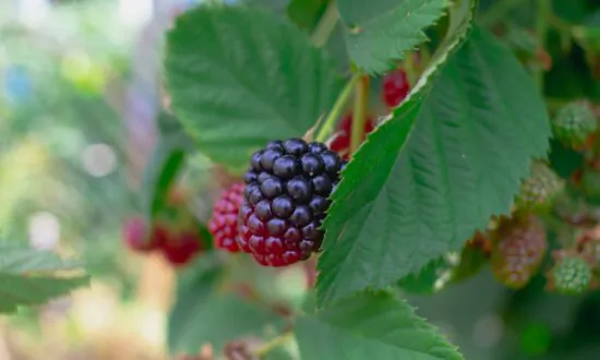Thornless Blackberries and Dying Leaves