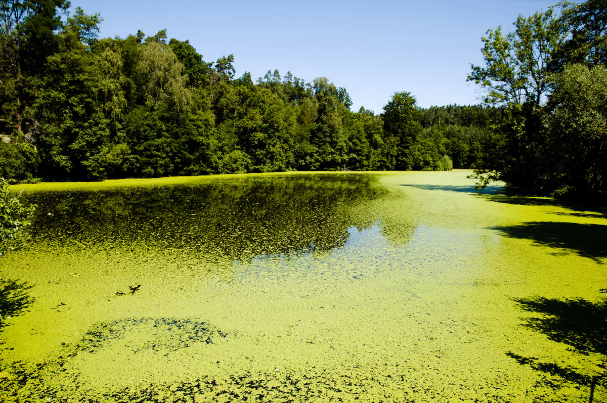 Don't wade in, drink, or swim in green water. (Adwo/Shutterstock)