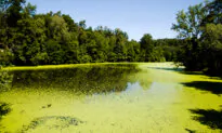Don’t Let Dogs Swim in Green Water