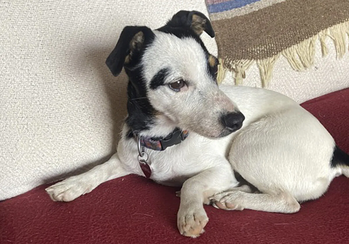 Dana Holby's Jack Russell terrier Finney in Pagosa Springs, Colo., on Nov. 16, 2023. (Dana Holby via AP)