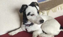 Dog Who Survived 72 Days in Mountains After Owner’s Death Is Regaining Weight, Back on Hiking Trails