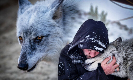 Man Who Rescued Dumpster Diving Runaway Wolf From Euthanasia Shares an Inseparable Bond With Him