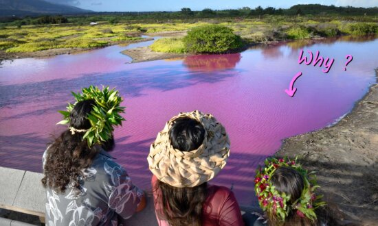 Scientists Ponder Pond That Mysteriously Turned Bright Pink in Hawaii—Here's Why It Did (Maybe)