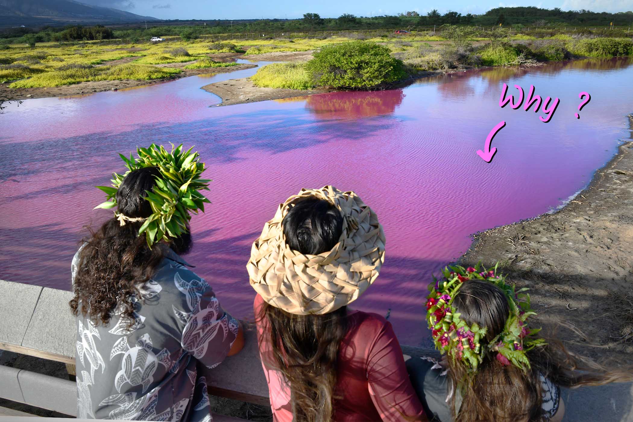 https://img.theepochtimes.com/assets/uploads/2023/11/18/id5532166-Hawaii_Pink_Pond_23313812859998.jpg