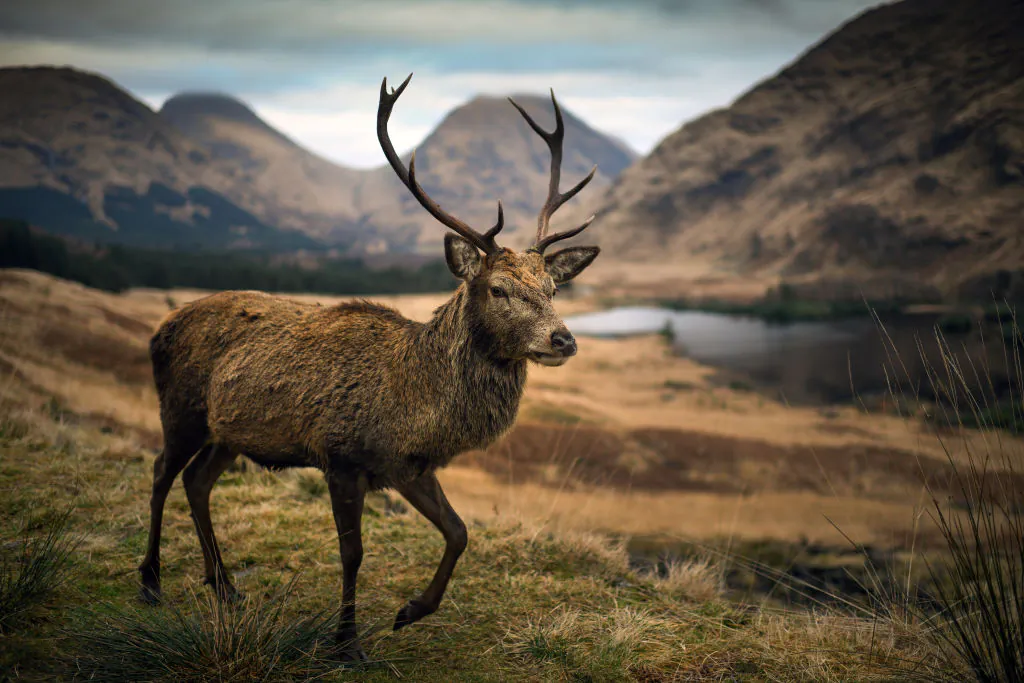 Deer Dies in Yellowstone Park From Rare ‘Zombie’ Illness