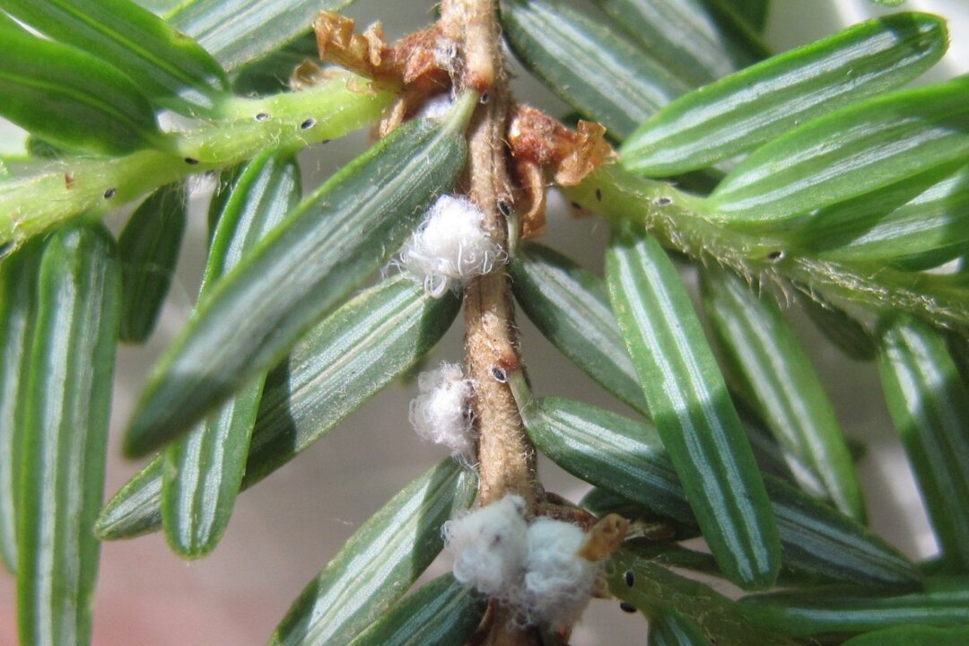 Tiny Beetle to the Rescue of NS Hemlocks Attacked by Woolly Invasive Insect