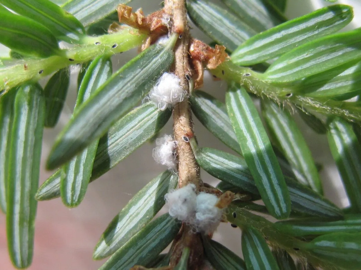 A woolly adelgid beetle is shown in a handout photo. (The Canadian Press/HO-Ontario Ministry of Natural Resources and Forestry)