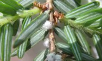 Tiny Beetle to the Rescue of NS Hemlocks Attacked by Woolly Invasive Insect