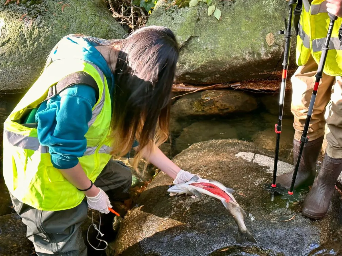 Volunteers for the West Vancouver Streamkeeper Society examine a dead coho salmon found near the mouth of Brothers Creek in West Vancouver, B.C., in late Oct. 2023. (The Canadian Press/HO-West Vancouver Streamkeeper Society)