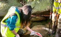 BC Stream Watchers Link ‘Unprecedented’ Coho Salmon Kill to Tire Toxin and Drought