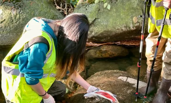 BC Stream Watchers Link ‘Unprecedented’ Coho Salmon Kill to Tire Toxin and Drought
