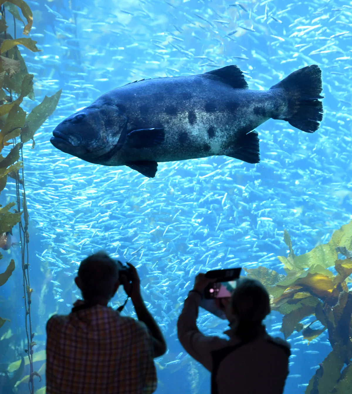 Visitors take photos of a giant sea bass at the Monterey Bay Aquarium’s Kelp Forest exhibit in Monterey, California, on Tuesday, May 30, 2023. (Doug Duran/Bay Area News Group/TNS)