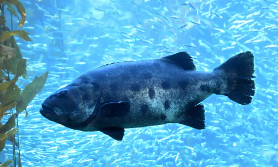 5 Awesome Things to Do at the Monterey Bay Aquarium in California
