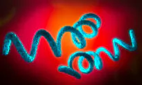 Syphilis and Congenital Syphilis Rise Sharply in the US, Causes Explained