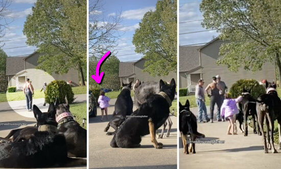 Family’s Girl Wanders Too Close to Strange Men Outside Home—Watch What Protector Dogs Do Next