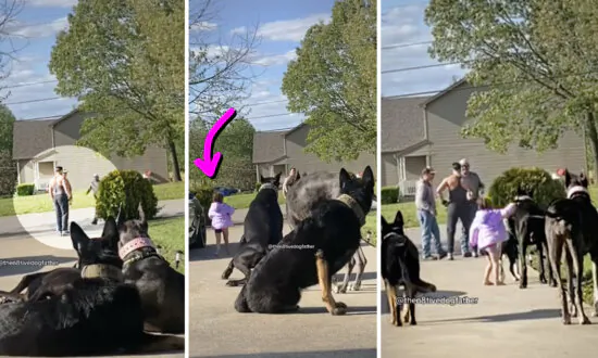 Family’s Girl Wanders Too Close to Strange Men Outside Home—Watch What Protector Dogs Do Next
