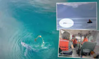 Rescuers Find Humpback Whale ‘Hogtied’ to 350-Pound Crab Pot in Alaska—Here’s What Happens Next