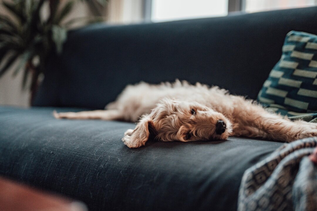 Pet Ownership Linked to Lower Risk of Dementia: Study