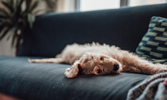 Pet Ownership Linked to Lower Risk of Dementia: Study