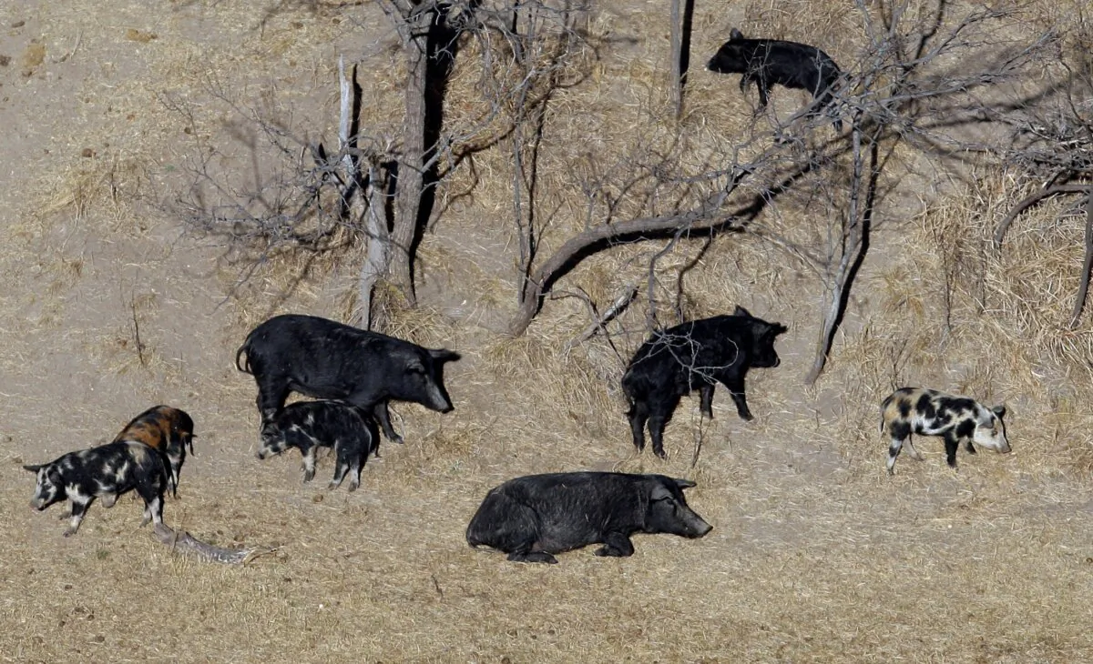 Feral pigs roam near a Mertzon, Texas ranch on Feb. 18, 2009. (Eric Gay/AP Photo)
