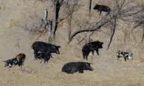 A Population of Hard-to-Eradicate ‘Super Pigs’ in Canada Is Threatening to Invade the US