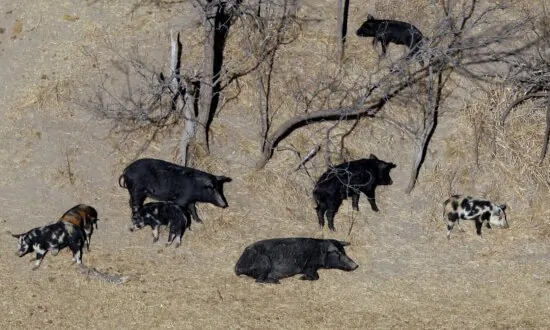 A Population of Hard-to-Eradicate ‘Super Pigs’ in Canada Is Threatening to Invade the US
