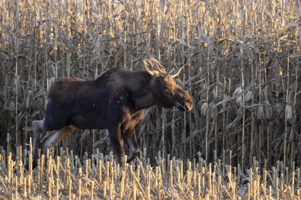 A moose named Rutt, or Bullwinkle by admirers, roams through Meeker County, Minn., on Oct. 29, 2023. (Bernie Stang via AP)