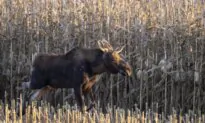 The Journey of Minnesota’s Rutt the Moose Is Tracked by a Herd of Fans