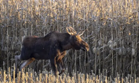The Journey of Minnesota’s Rutt the Moose Is Tracked by a Herd of Fans