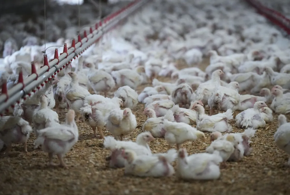 Chickens are seen at a poultry farm in Abbotsford, B.C., on Nov. 10, 2022. (The Canadian Press/Darryl Dyck)