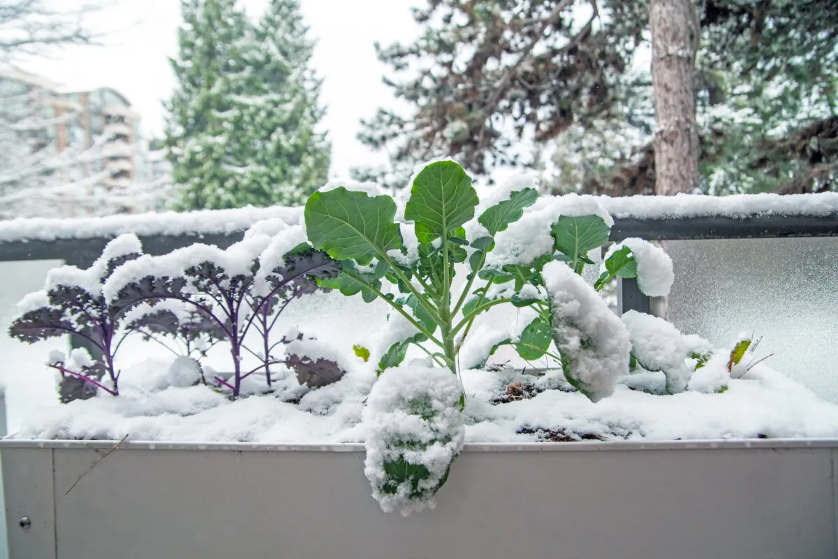 Know your updated hardiness zone for any future plants. (Ashley-Belle Burns/Shutterstock)