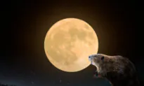 Full ‘Beaver Moon’ About to Grace the Night Sky Late November—Here’s What You Need to Know